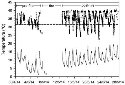 Phoenix from the Ashes: Fire, Torpor, and the Evolution of Mammalian Endothermy